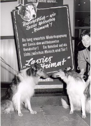 Premiere von Lassies Heimat